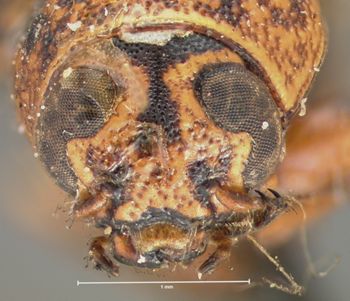 Media type: image; Entomology 8791   Aspect: head frontal view